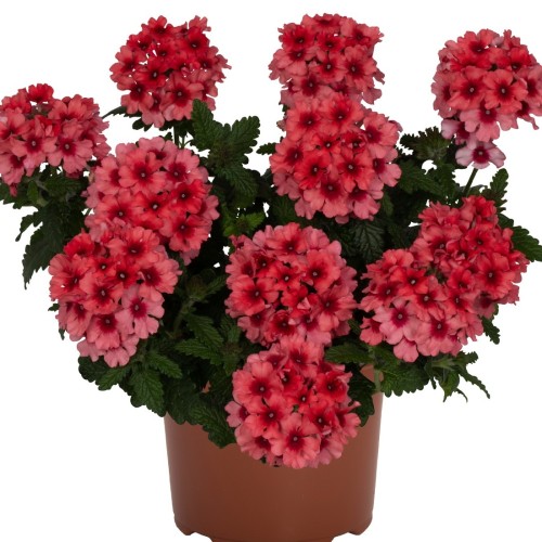 Verbena 'Empress® Flair Salmon' - Aed-raudürt 'Empress® Flair Salmon'